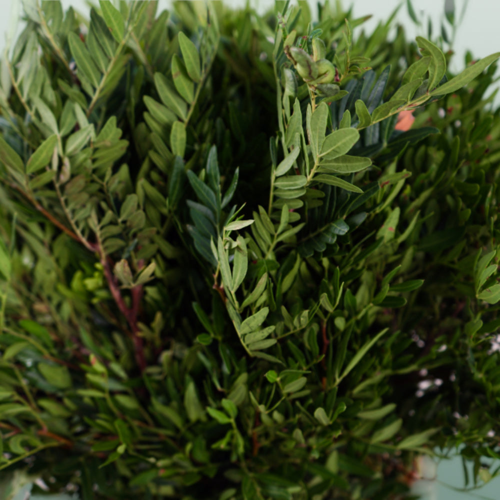 Dec Pistache (5 Bunches)