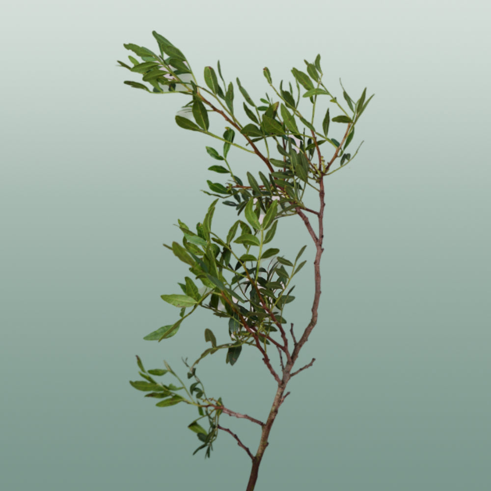 Dec Pistache (5 Bunches)