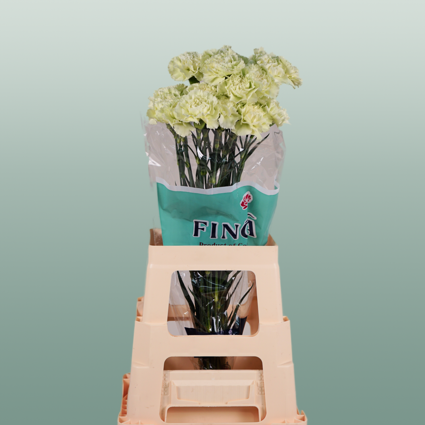 Carnation Standard Prado Mint (20 Stems)