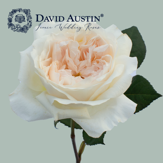 David Austin Purity Rose (24 Stems)