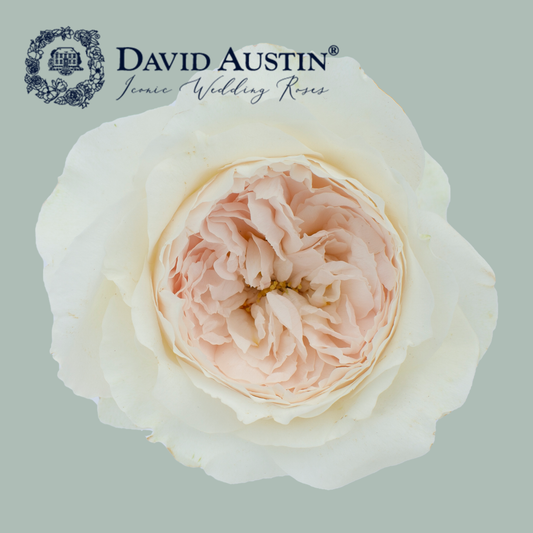 David Austin Purity Rose (24 Stems)
