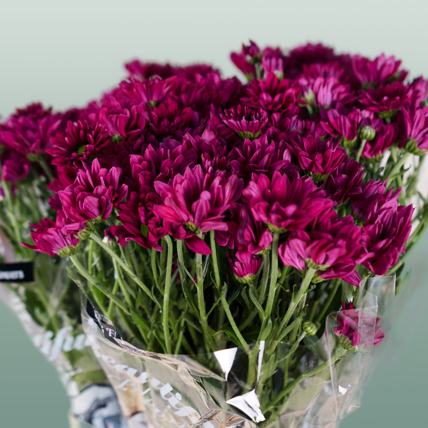 Chrysanthemum Spray Purple Star (20 Stems)