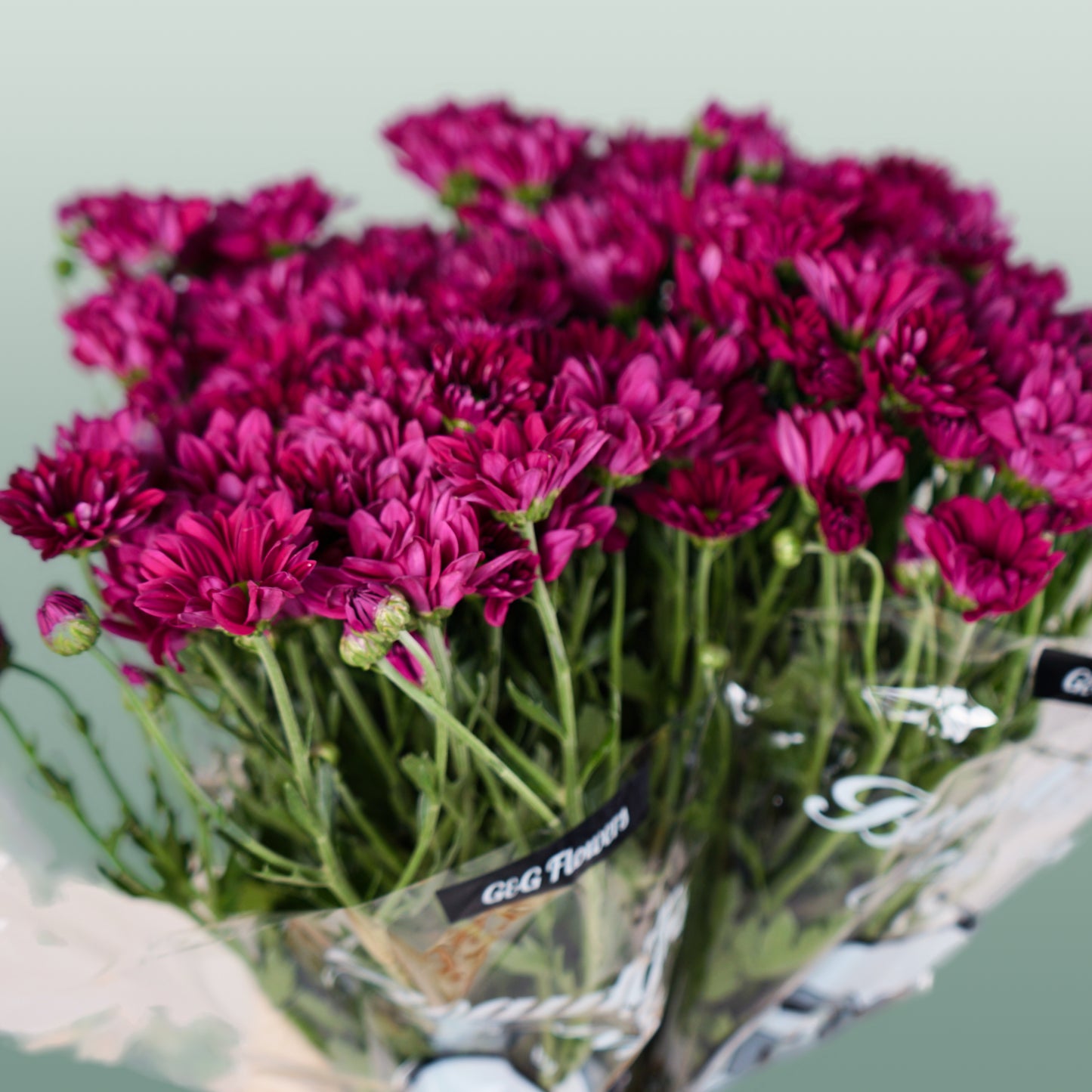 Chrysanthemum Spray Purple Star (20 Stems)