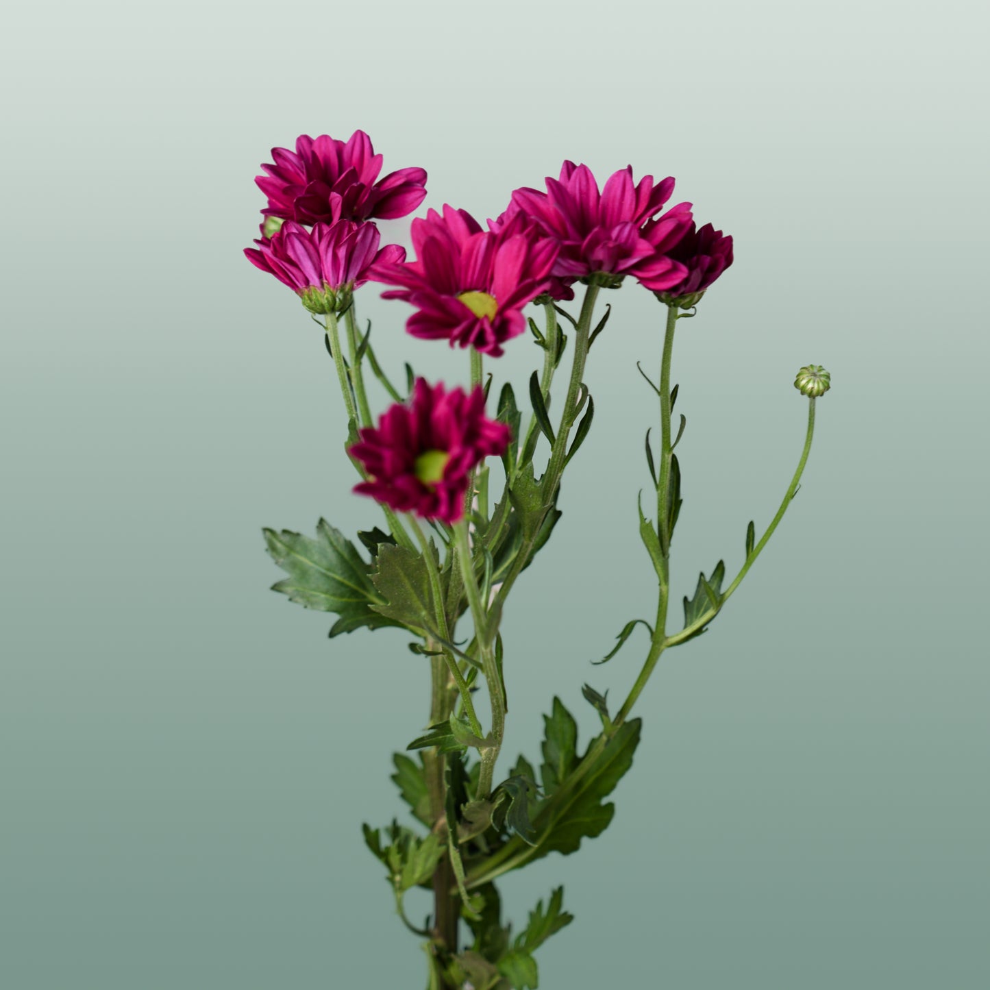 Chrysanthemum Spray Purple Star (20 Stems)