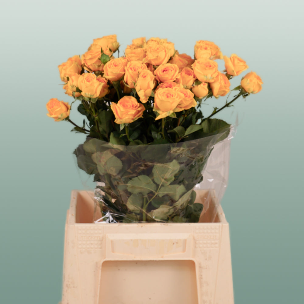 Spray Rose Ramona (10 Stems)
