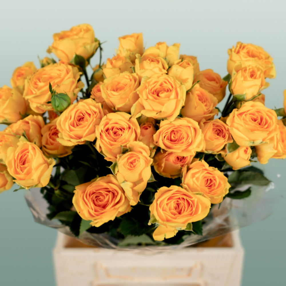 Spray Rose Ramona (10 Stems)
