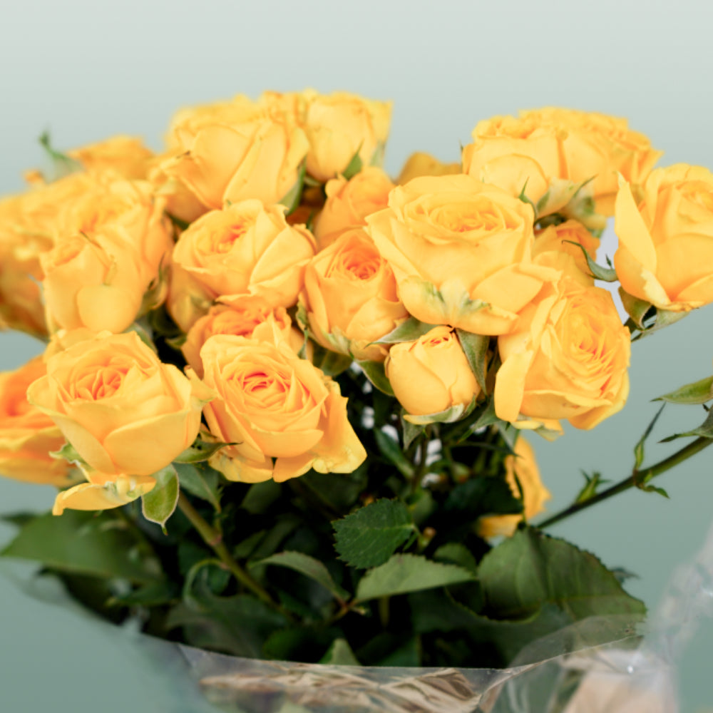 Spray Rose Ramona (10 Stems)