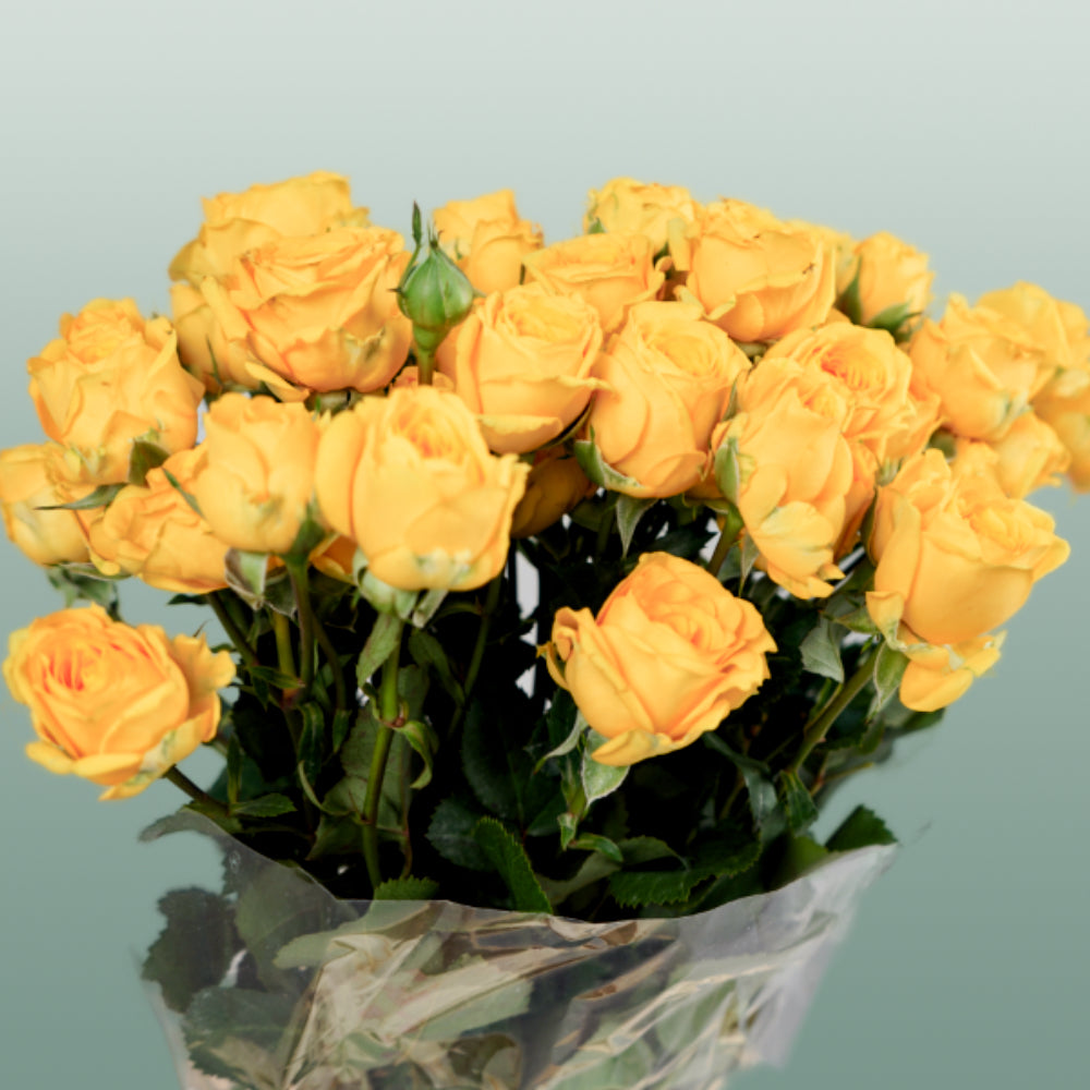 Spray Rose Ramona (10 Stems)