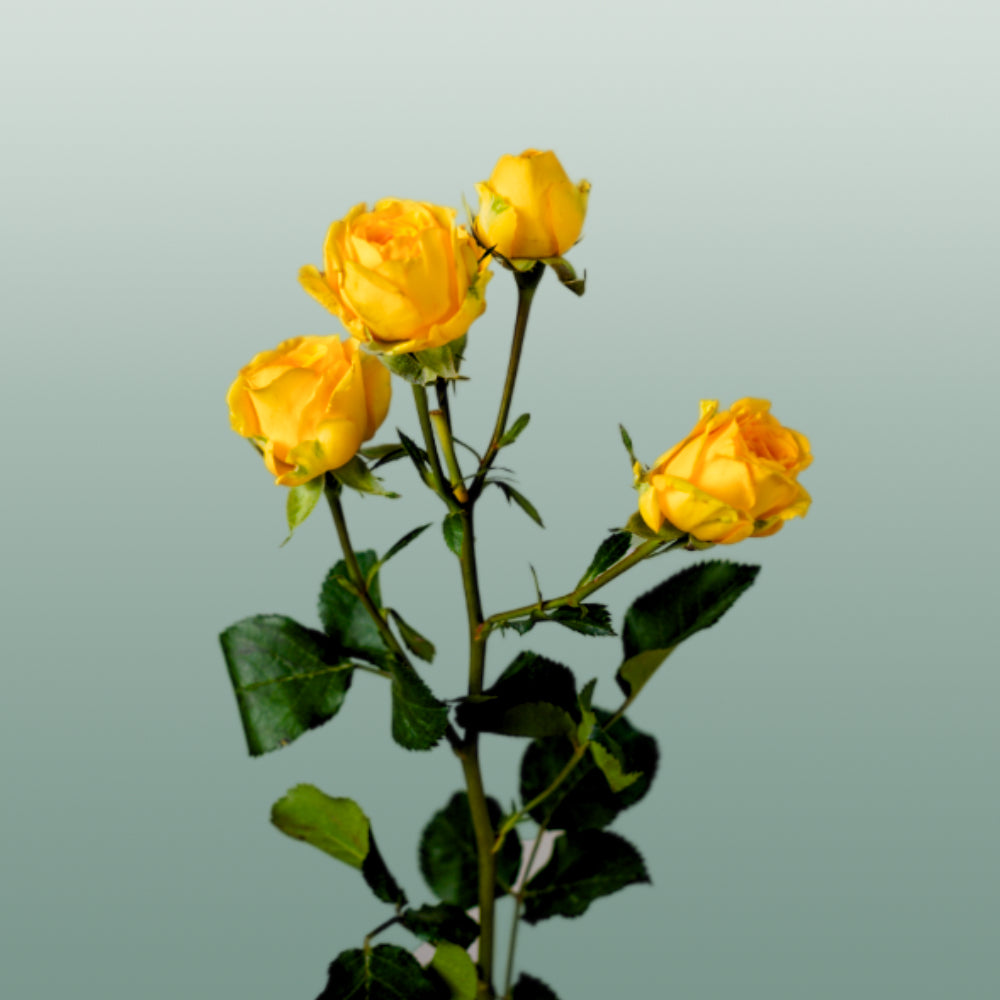 Spray Rose Ramona (10 Stems)