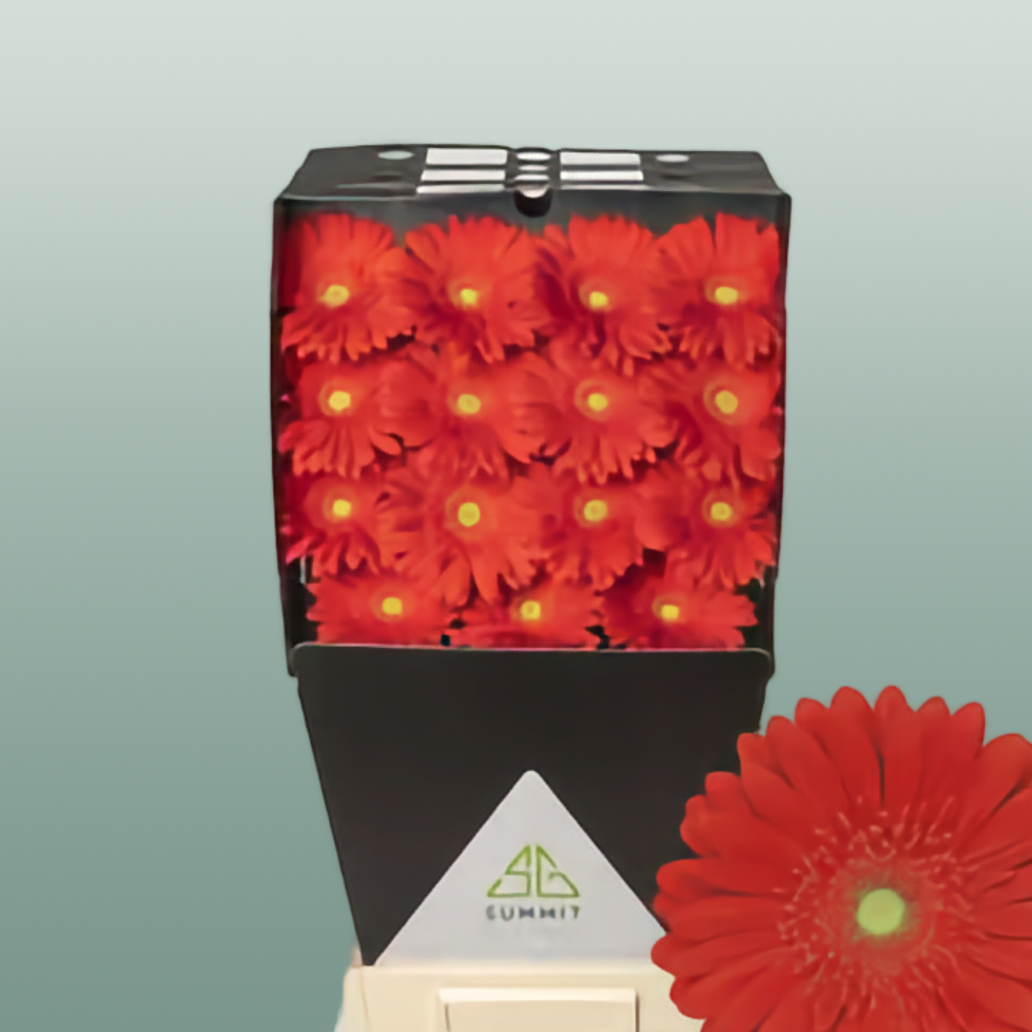 Gerbera Red Explosion