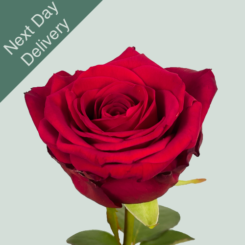 Rose Red Naomi - 10 Stems (Next Day)