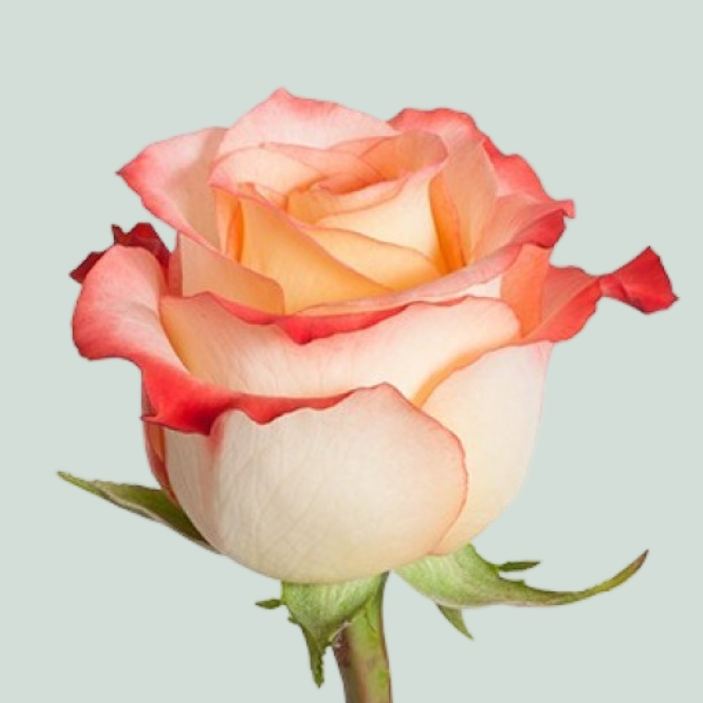 Rose Cabaret (25 Stems)