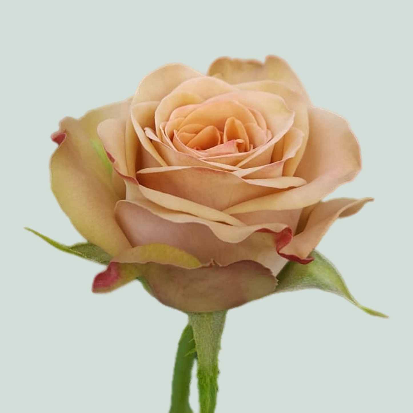 Rose Cappuccino (20 Stems)