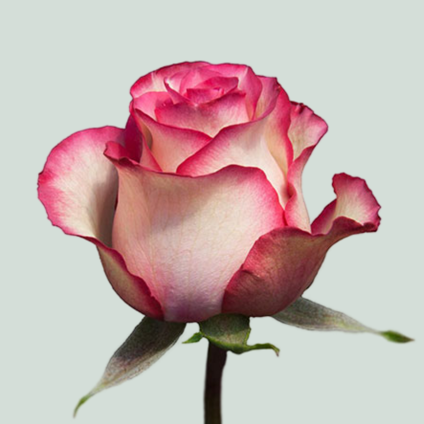 Rose Carousel (25 Stems)