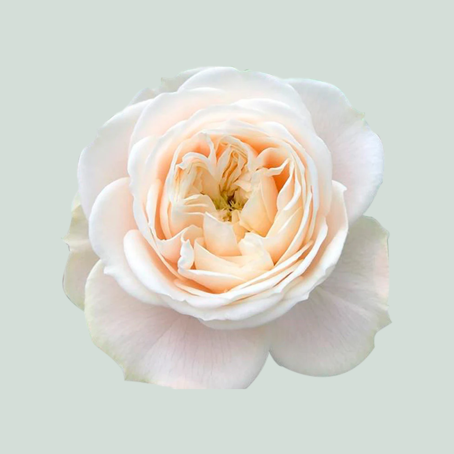 Rose Darlington (20 Stems)