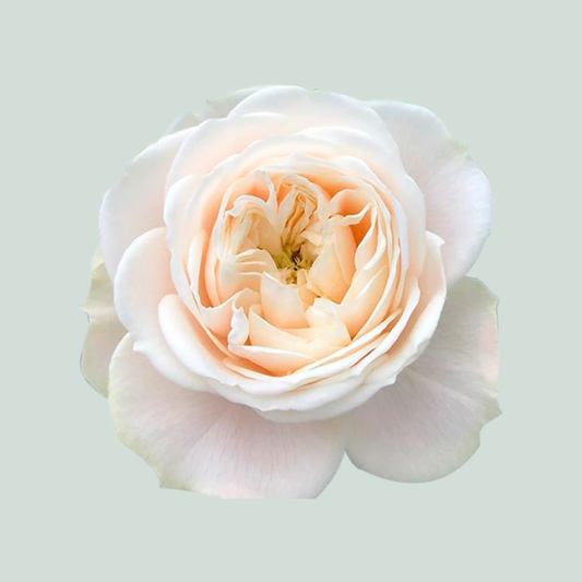 Rose Darlington (20 Stems)