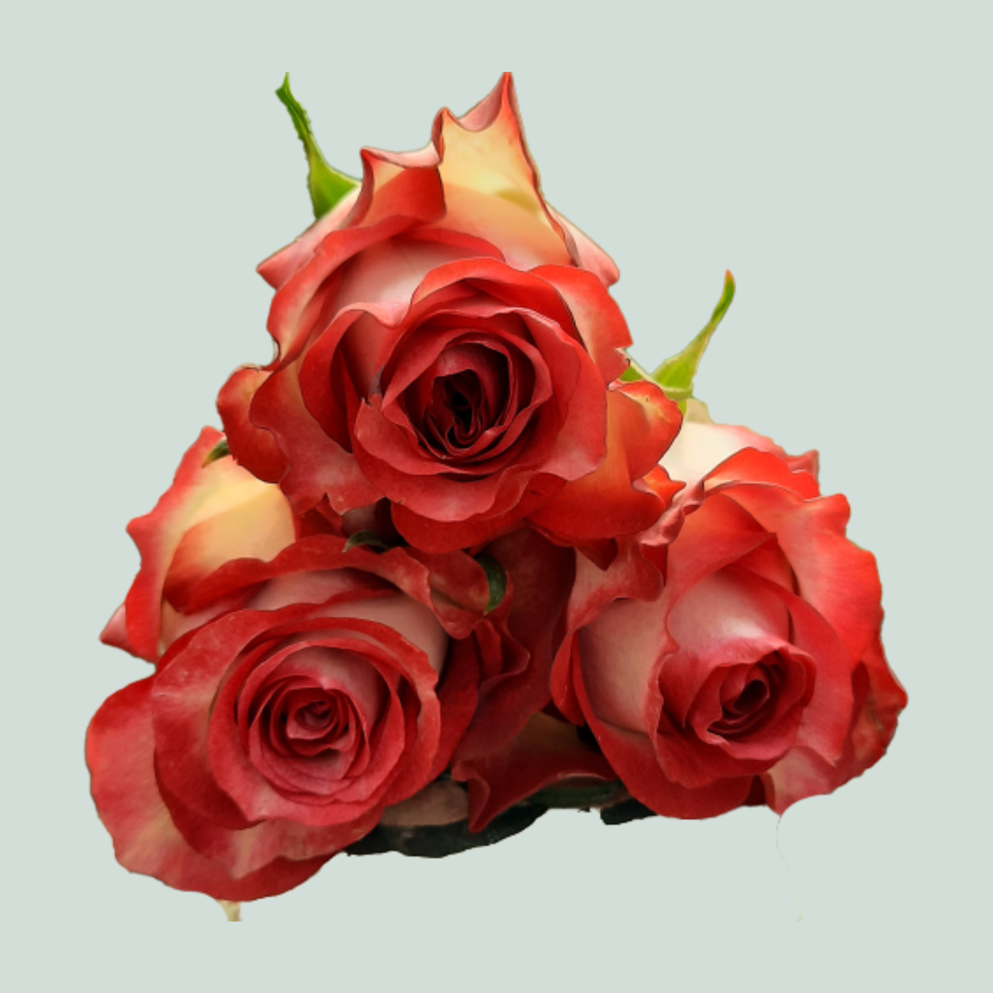 Rose Ducati (20 Stems)