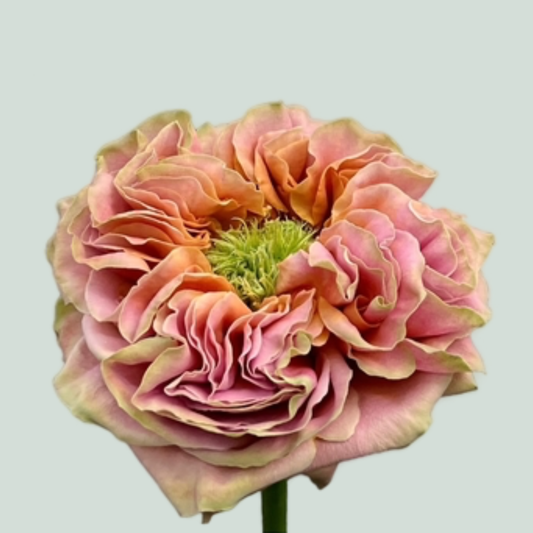 Rose El Patron (20 Stems)