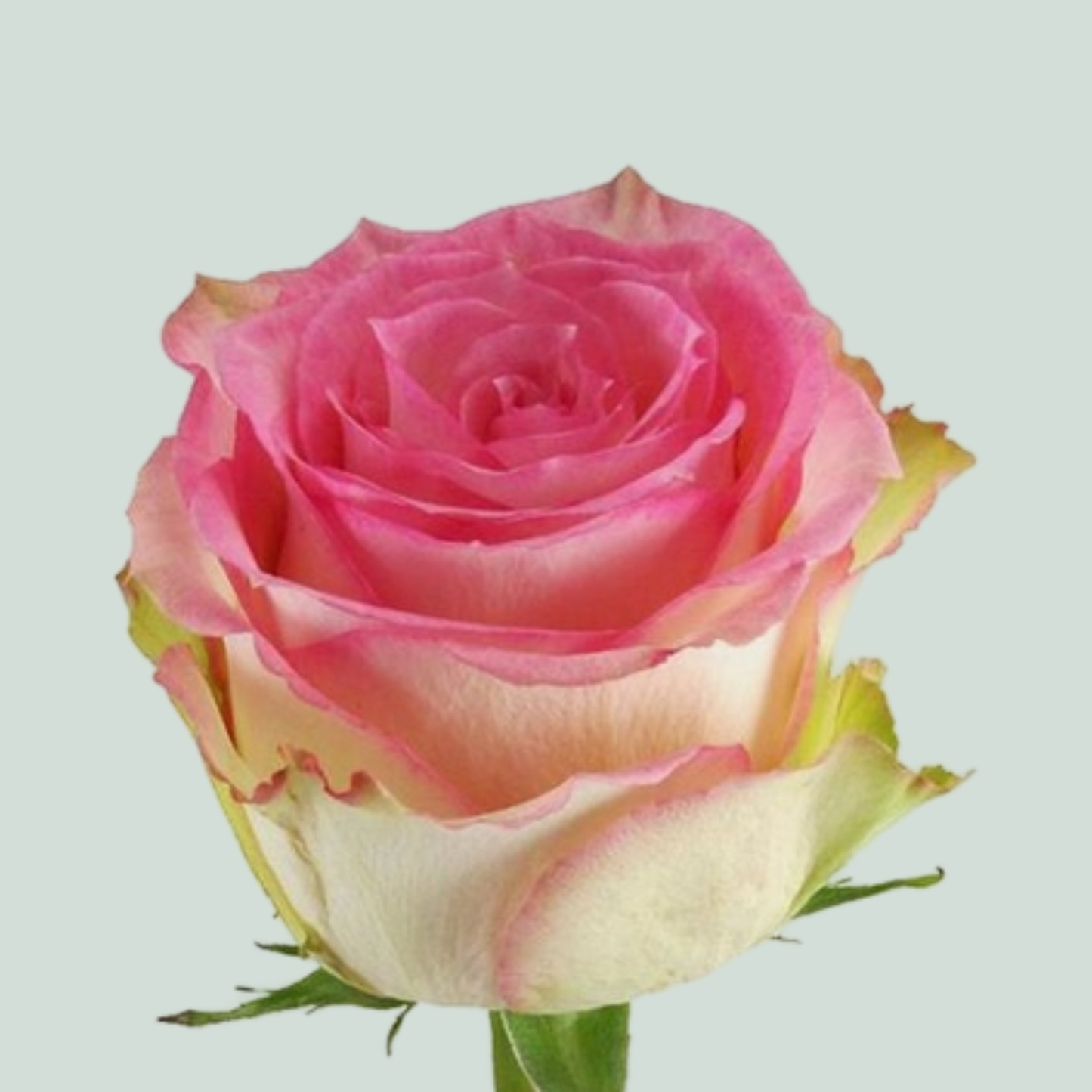 Rose Esperance Ecuadorian (25 Stems)
