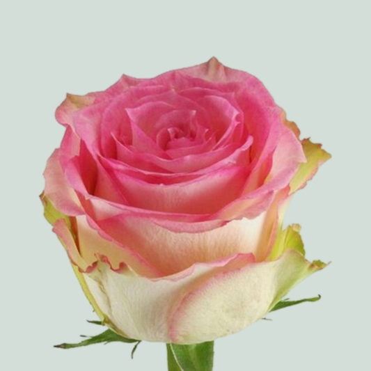 Rose Esperance Ecuadorian (25 Stems)