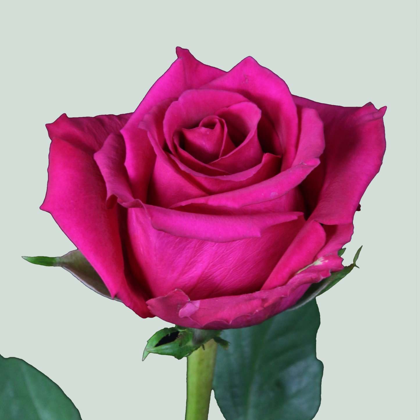 Rose Ever Pink (20 Stems)