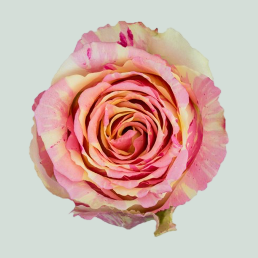 Rose Fiesta (20 Stems)