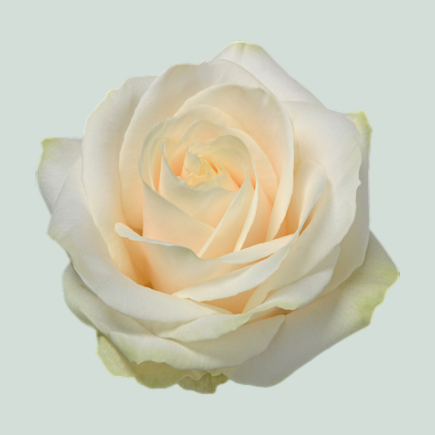 Rose Four Seasons (20 Stems)