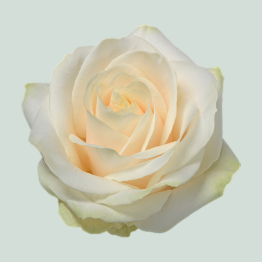 Rose Four Seasons (20 Stems)
