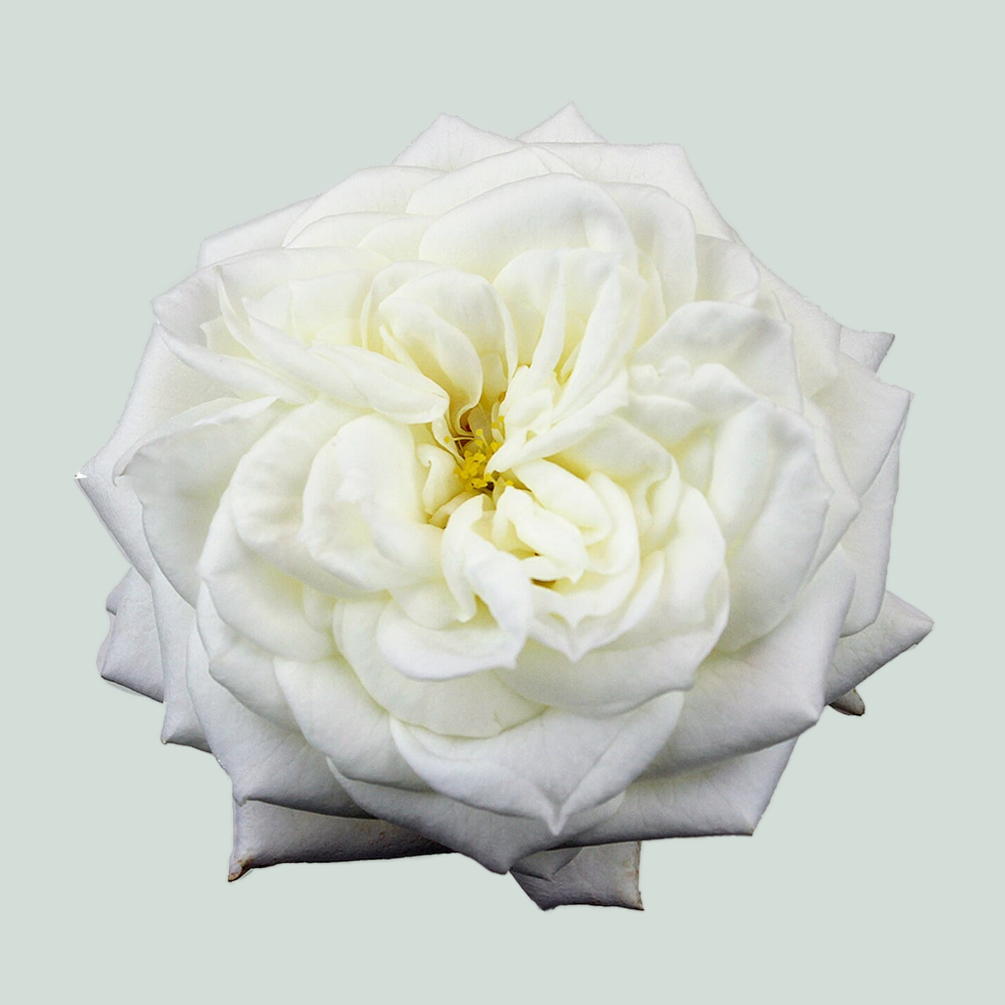 Rose Garden Alabaster (24 Stems)