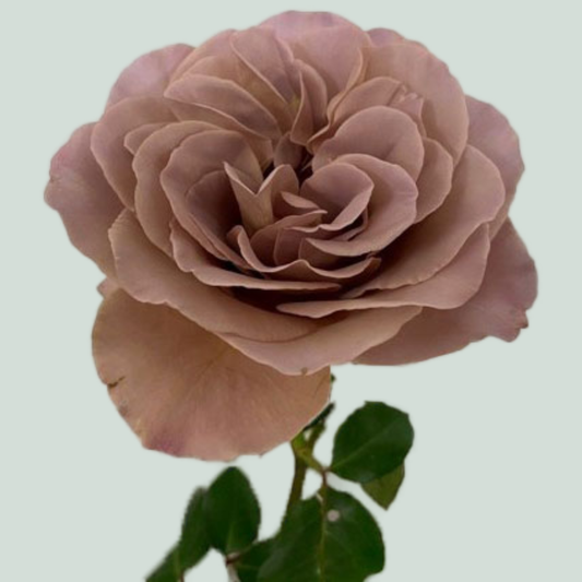 Rose Garden Café Latte (24 Stems)