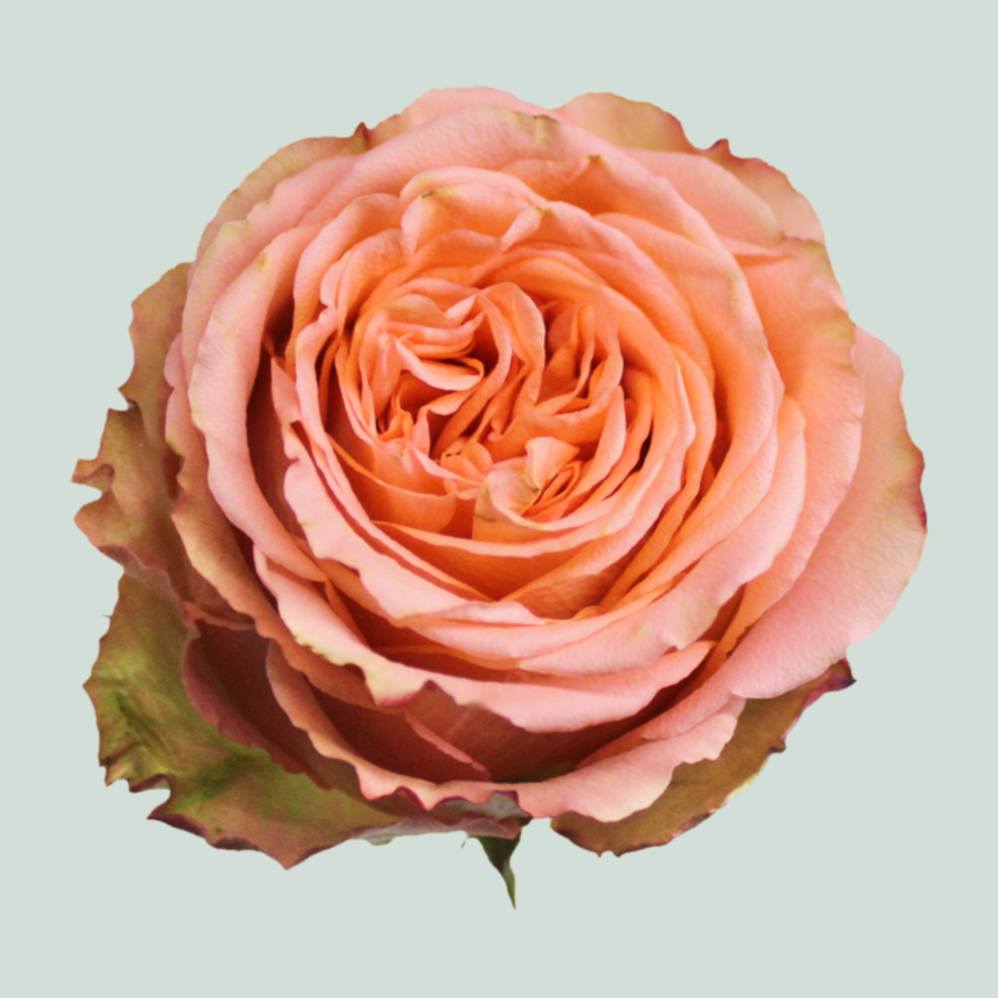 Rose Garden Country Home (24 Stems)