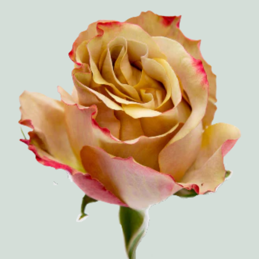 Rose Garden Honey Colorama (24 Stems)