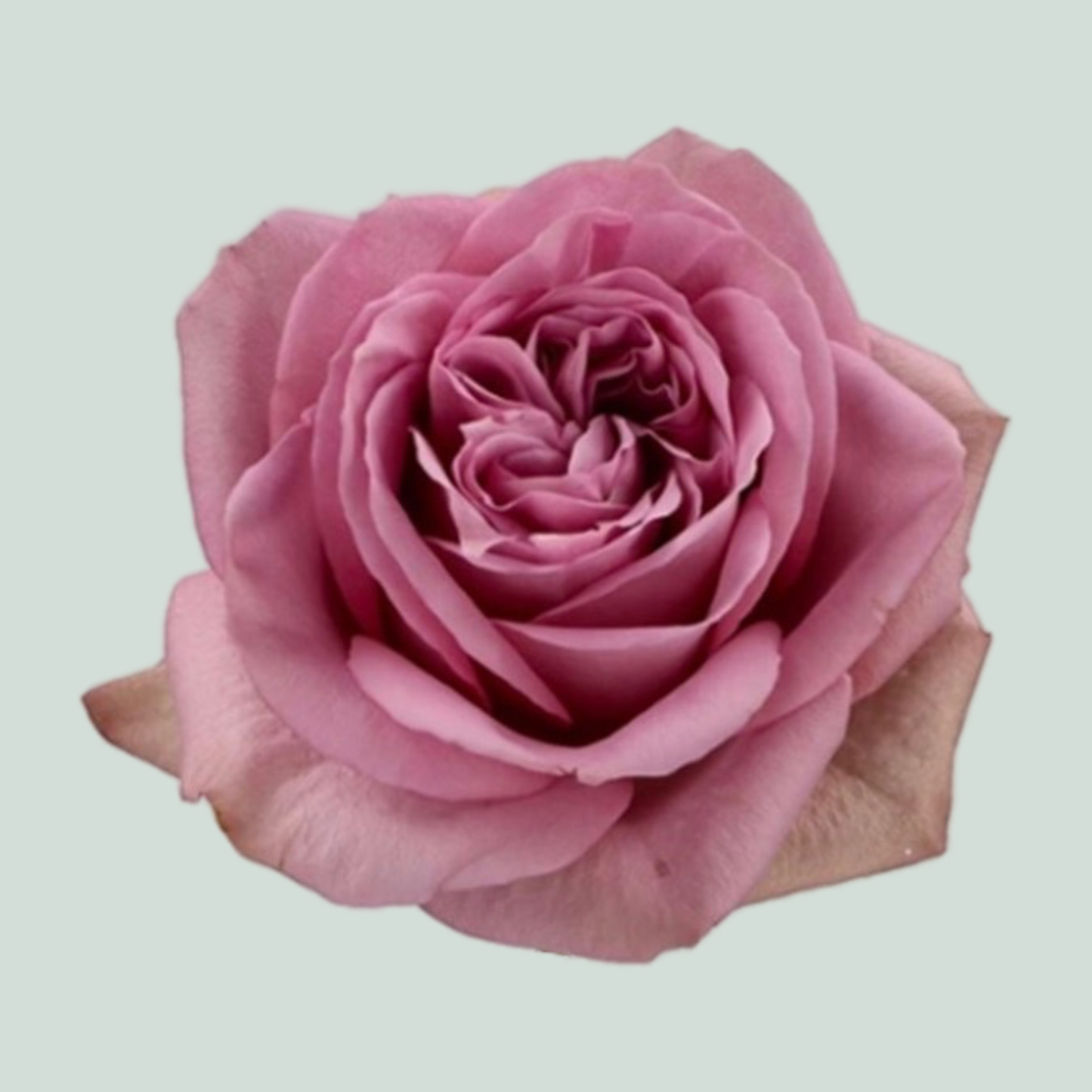 Rose Garden Mont Martre (24 Stems)