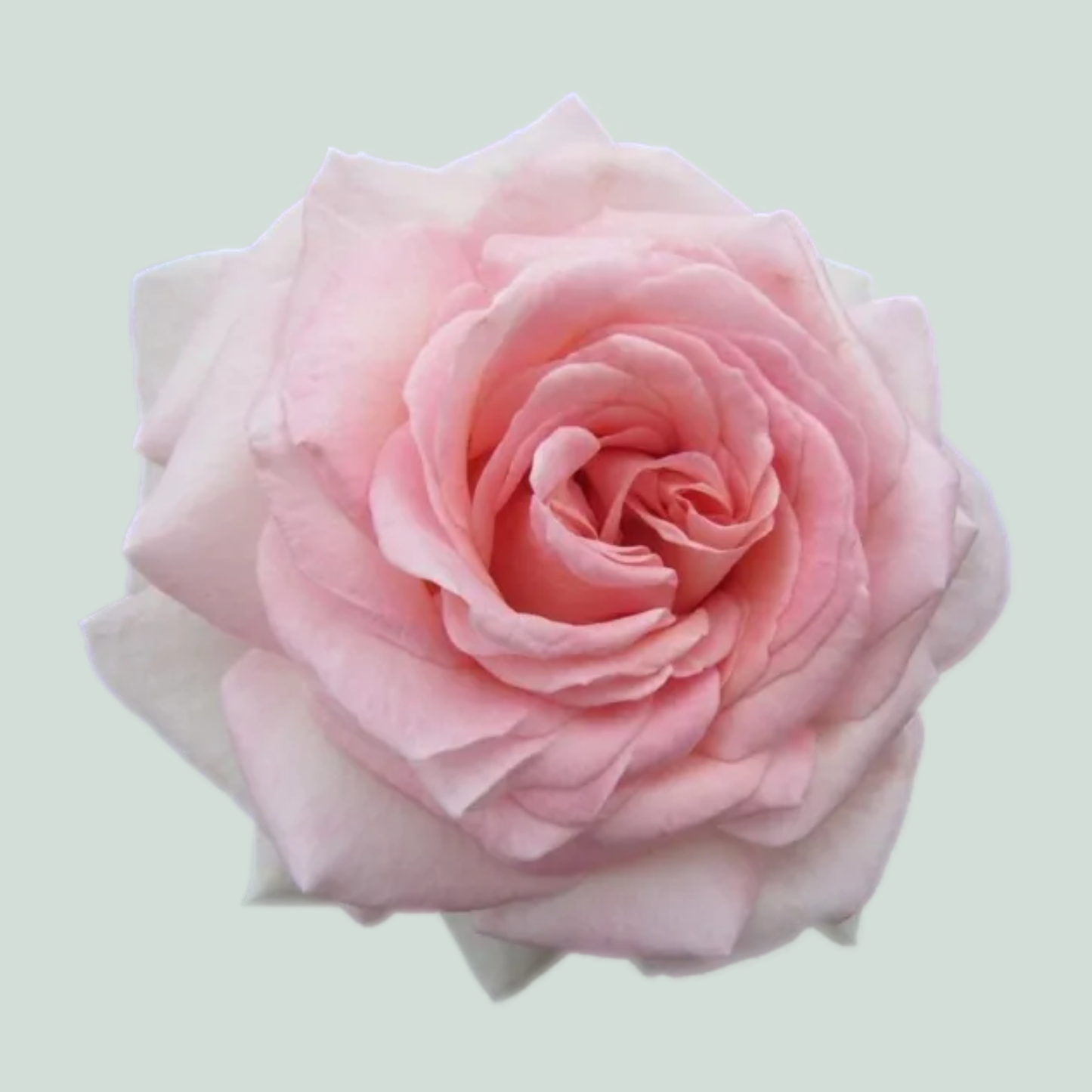 Rose Garden Prince Jardinier (24 Stems)