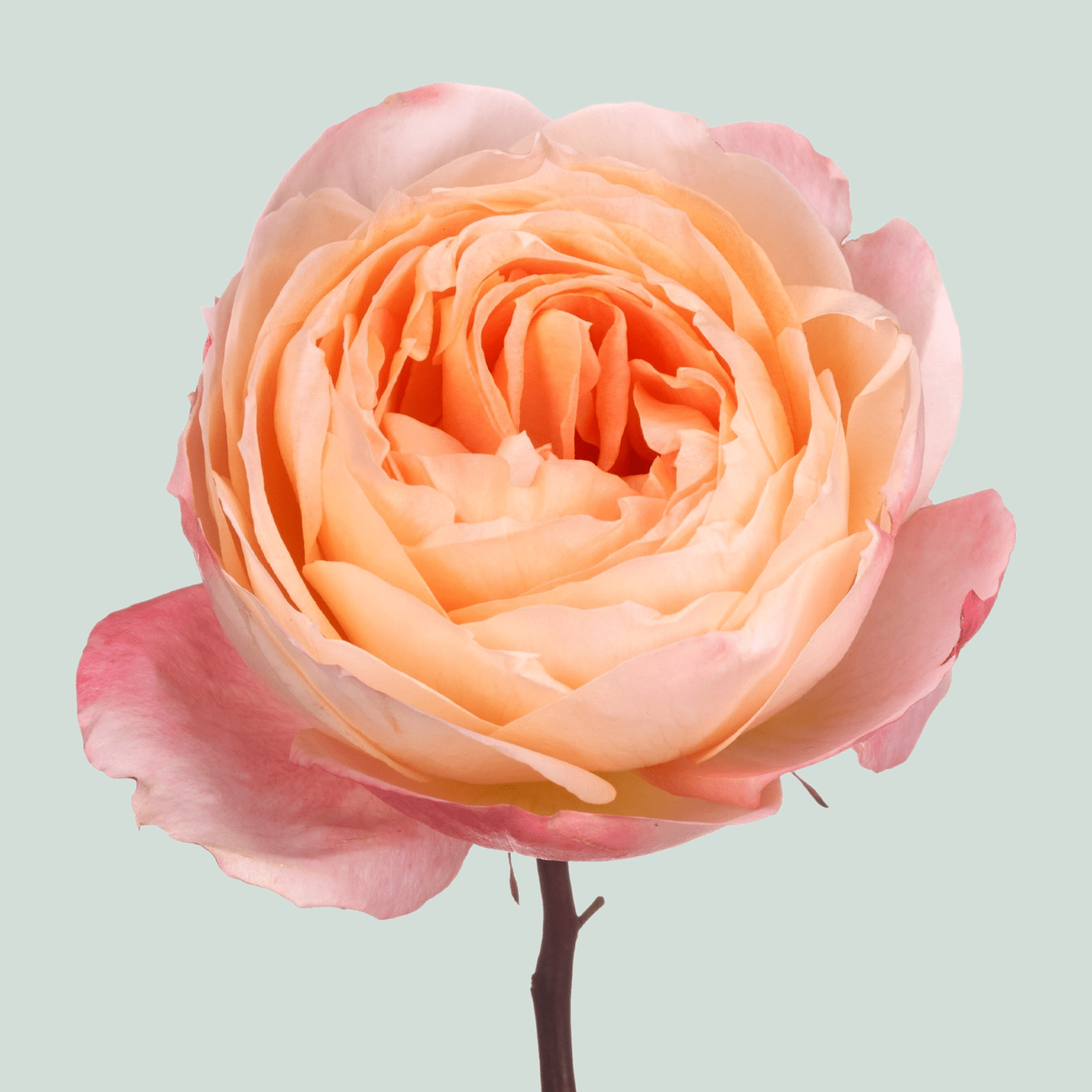 Rose Garden Princess Aiko (24 Stems)