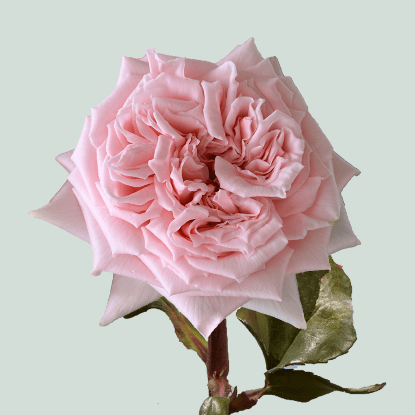 Rose Garden Princess Hitomi (24 Stems)