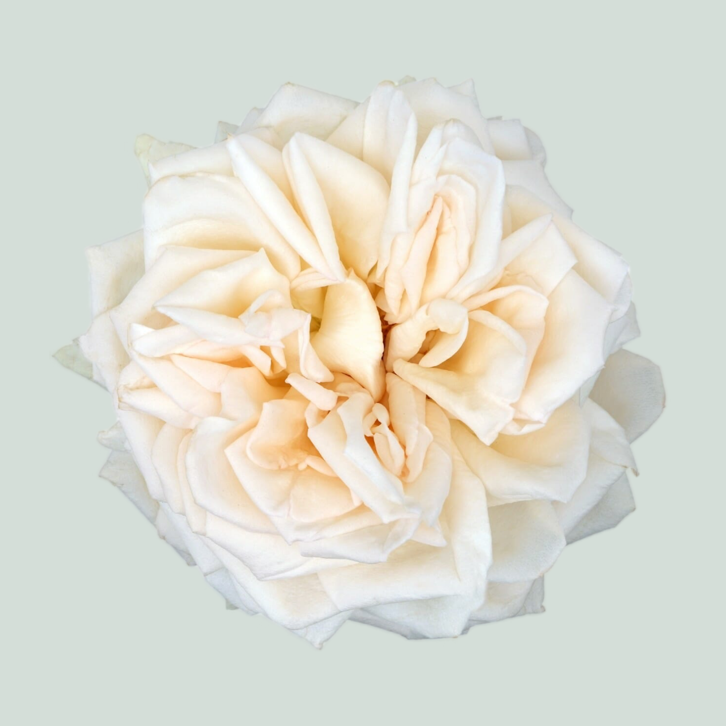 Rose Garden Princess Maya (24 Stems)