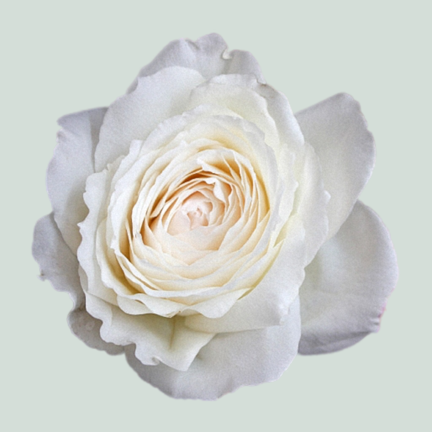 Rose Garden Princess Miyuki (24 Stems)