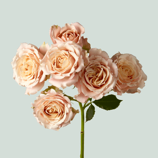 Rose Garden Sahara (24 Stems)