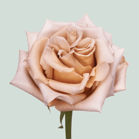 Rose Garden Sand Dune (24 Stems)