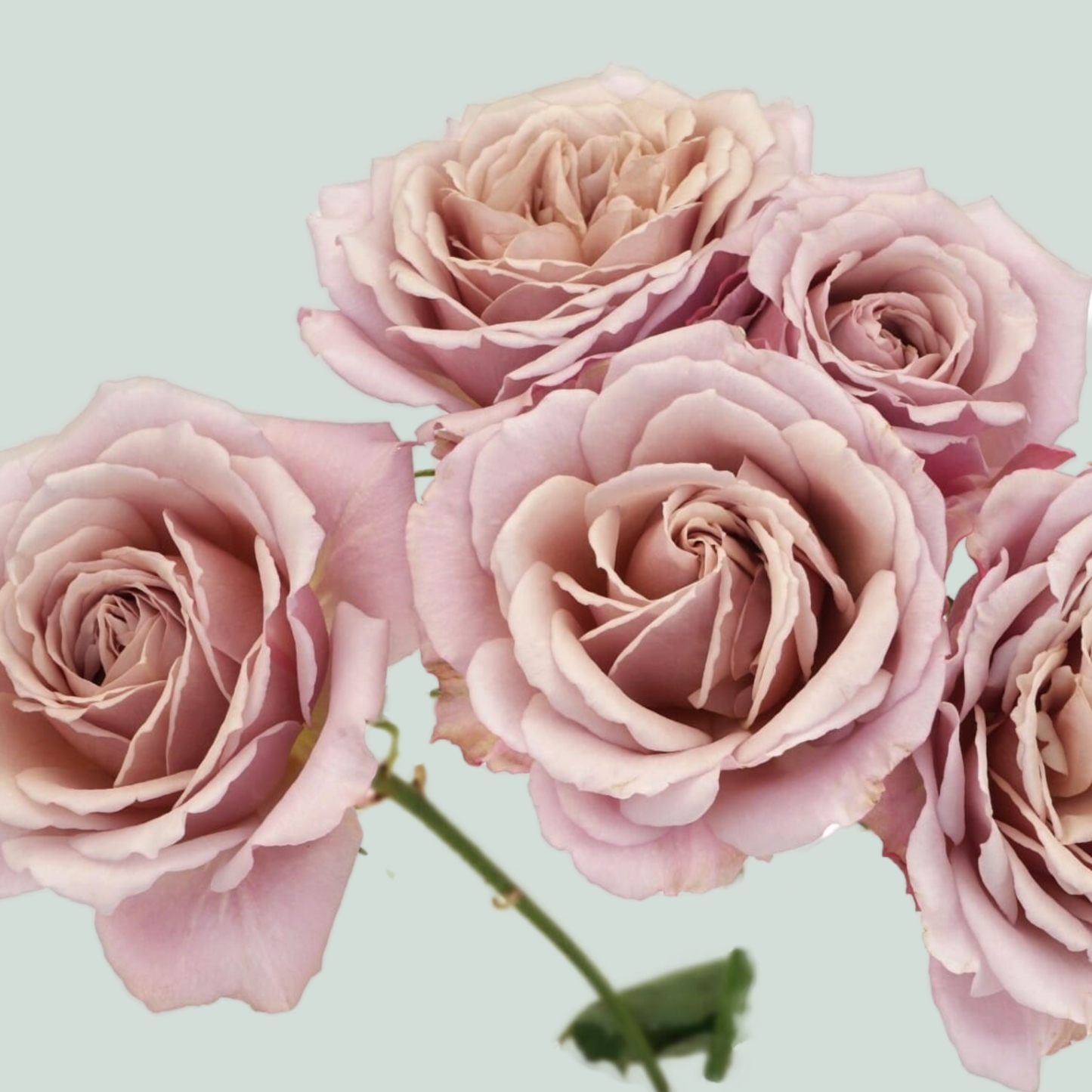 Rose Garden Wabara Sola (24 Stems)