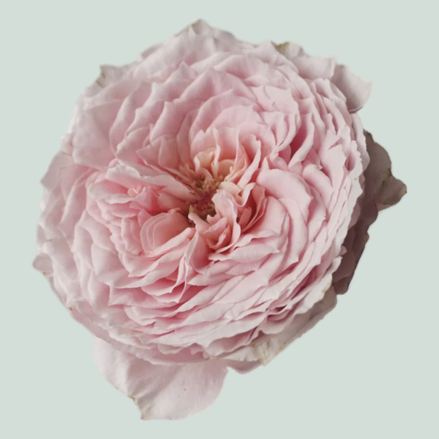 Rose Garden Wabara Tsumugi (24 Stems)