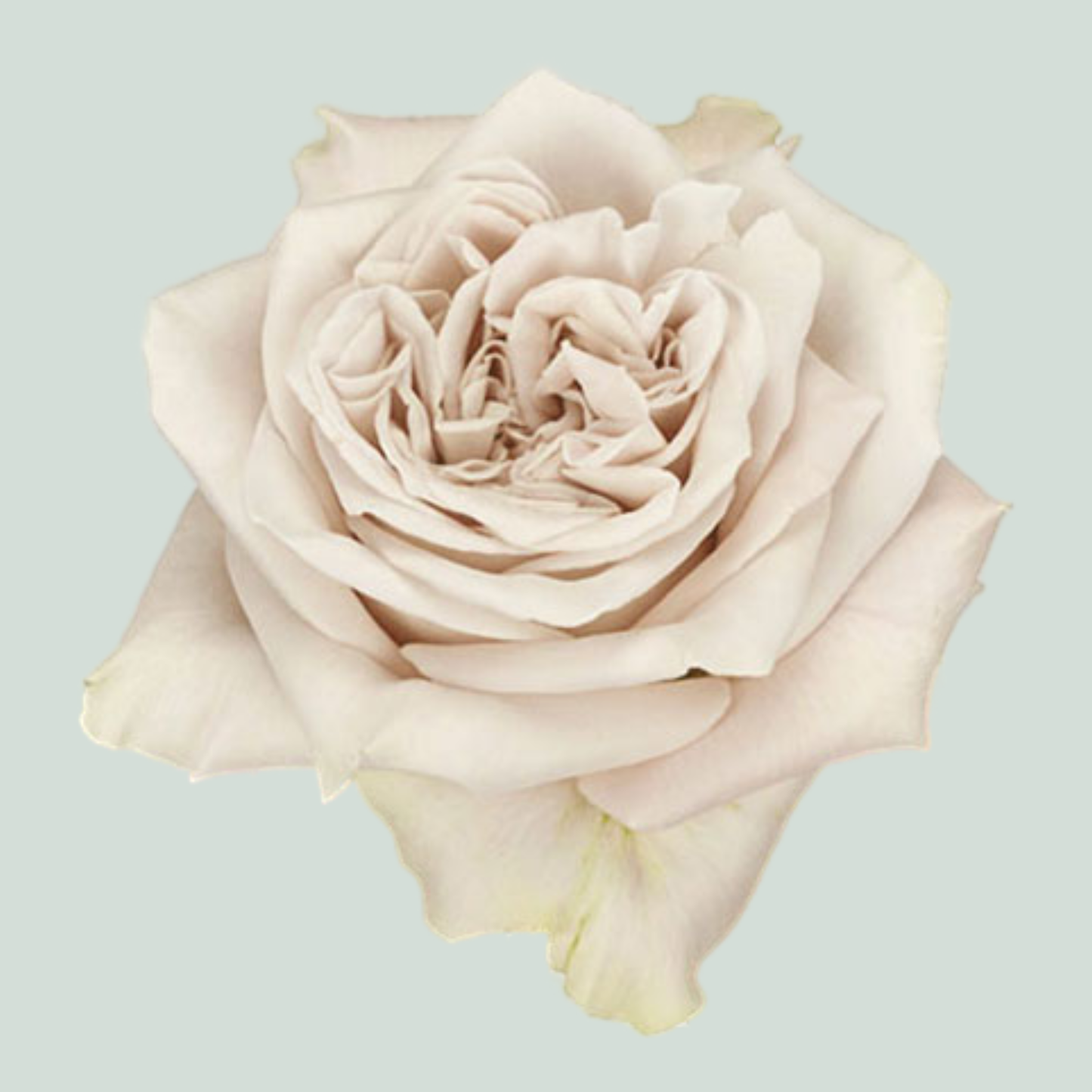 Rose Garden Westminster Abbey (24 Stems)