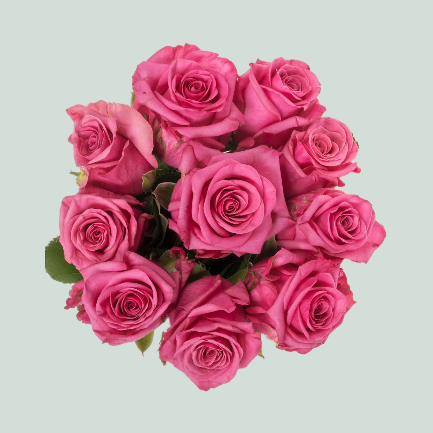 Rose Kiss Me Kate (20 Stems)
