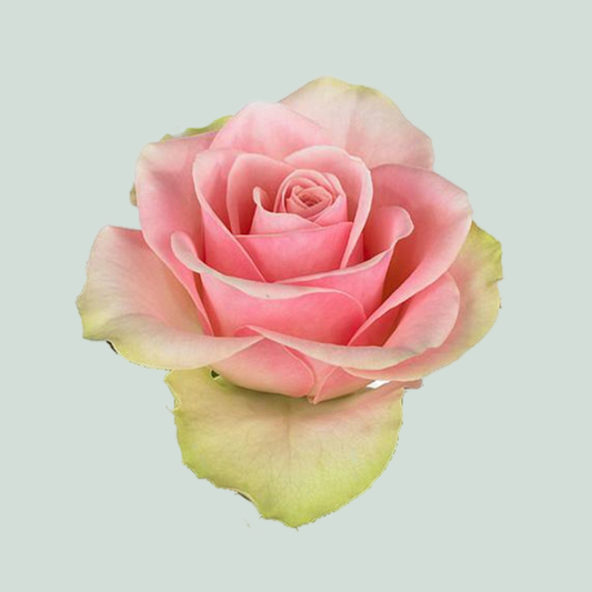 Rose La Belle (20 Stems)