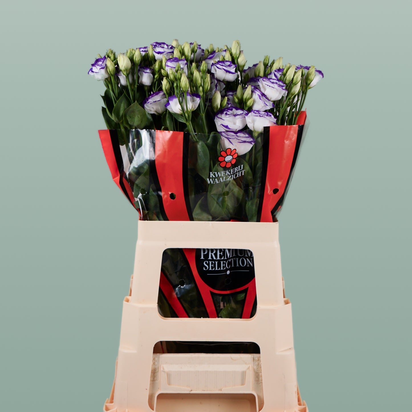 Lisianthus Rosita Blue Picotee (10 Stems)