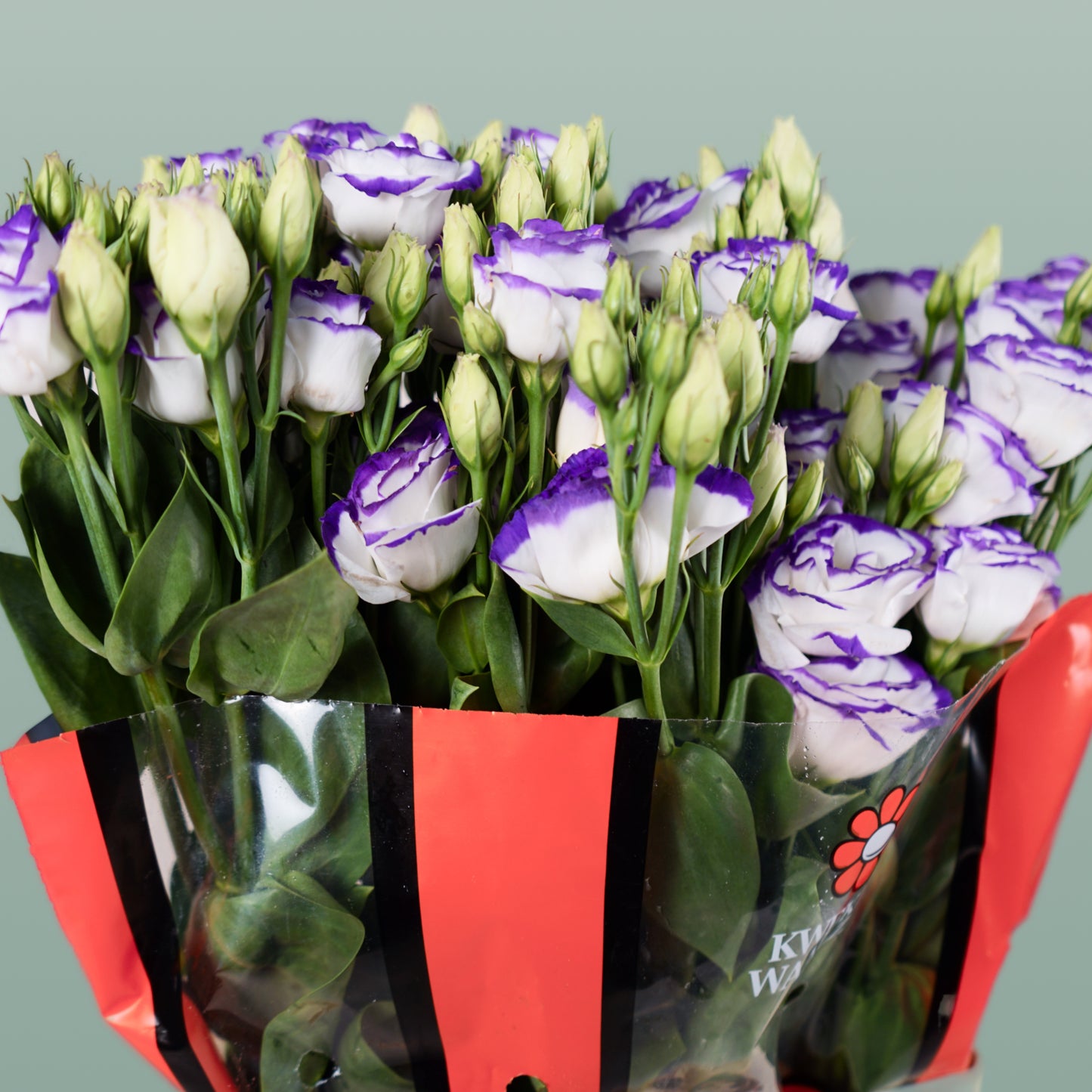 Lisianthus Rosita Blue Picotee (10 Stems)