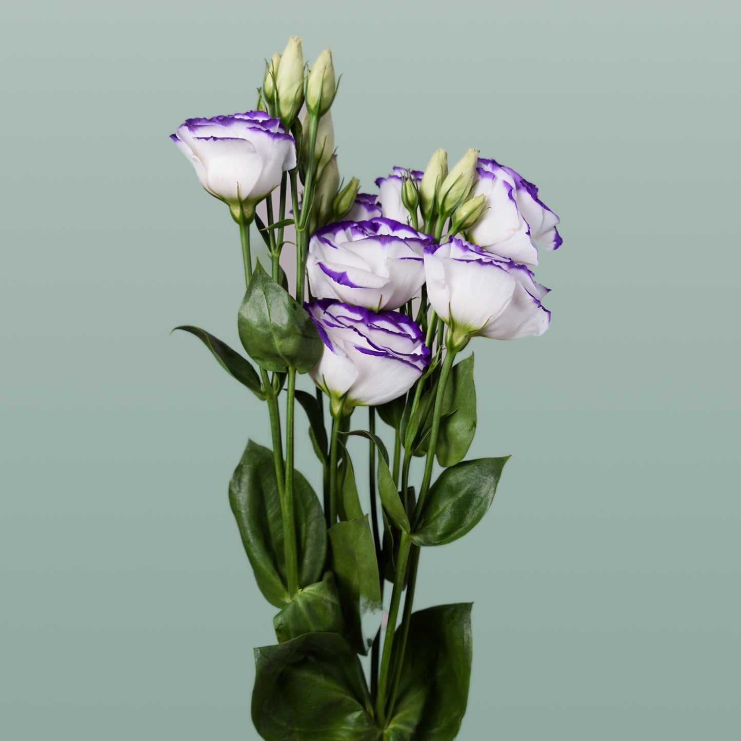 Lisianthus Rosita Blue Picotee (10 Stems)