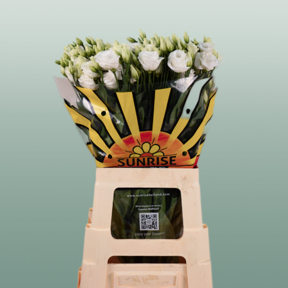 Lisianthus Rosita White (10 Stems)
