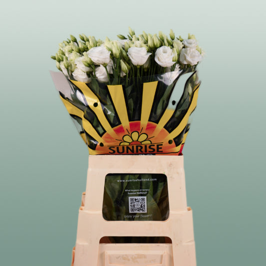Eustoma Rosita White (10 Stems)